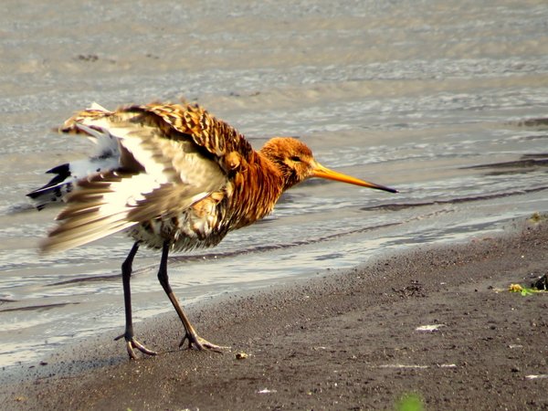iceland bird