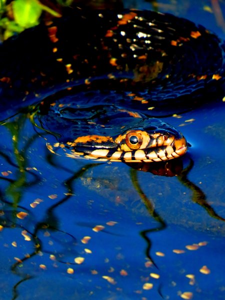 snake