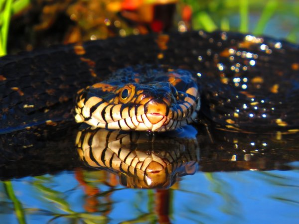 snake