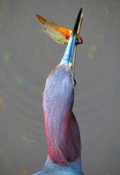 heron