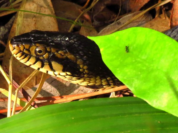 snake