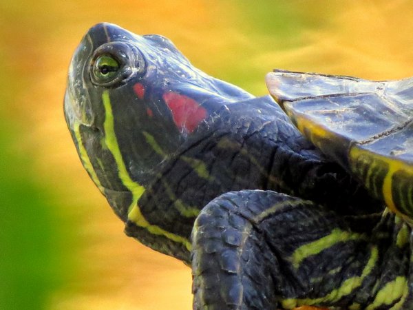 turtle