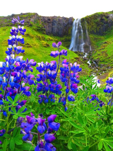 flower iceland
