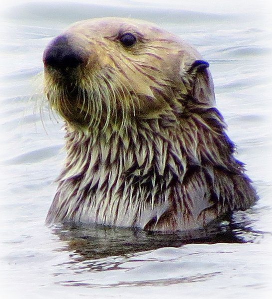 sea otter
