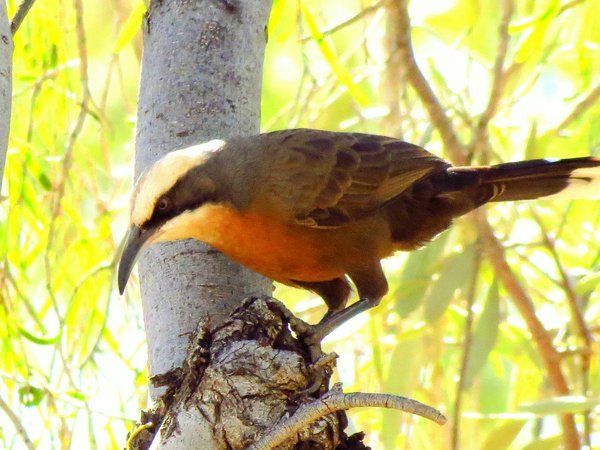 australia bird