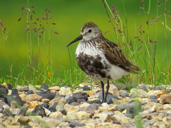 iceland bird