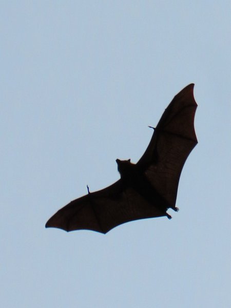 bat