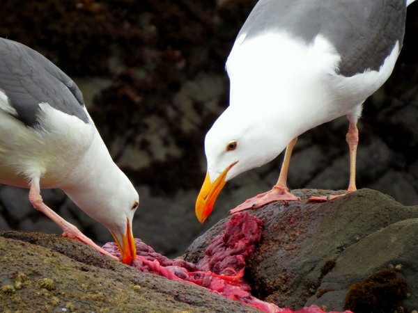 seagull