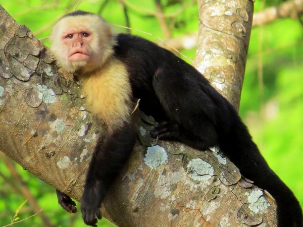 monkey