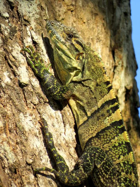 lizard