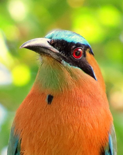 costa rica bird