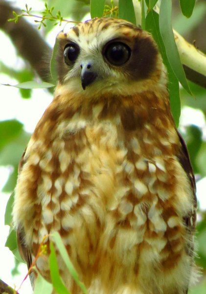 owl boobook