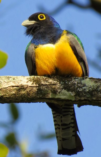 trogon