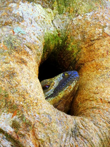 lizard