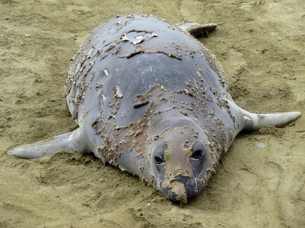seal
