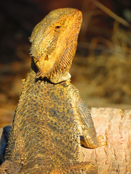 lizard