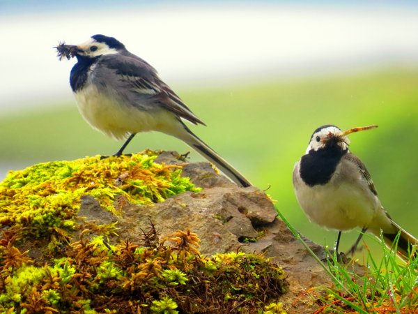 iceland bird