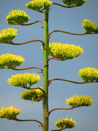 plant