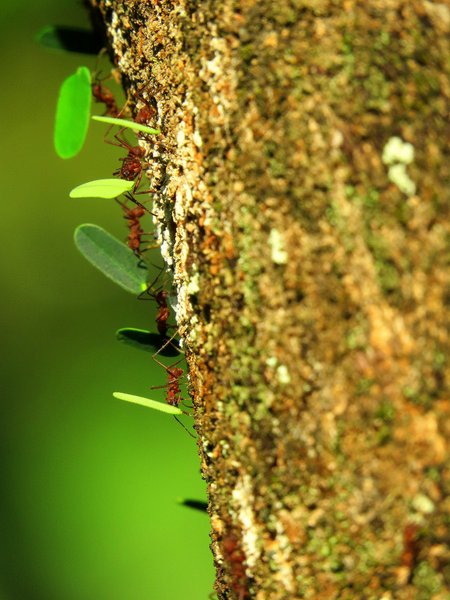 ants