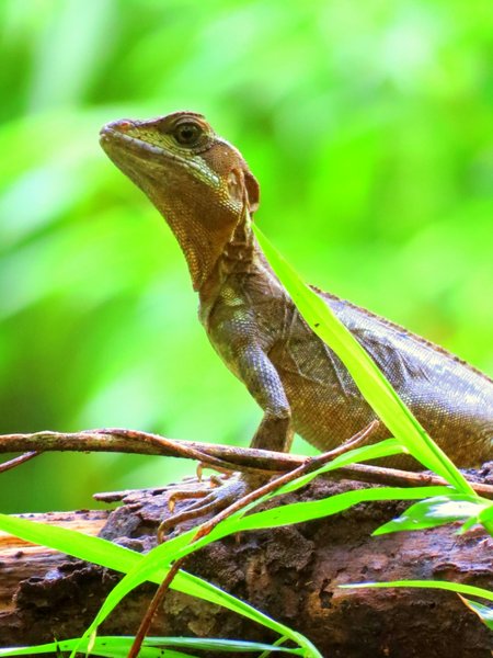 lizard