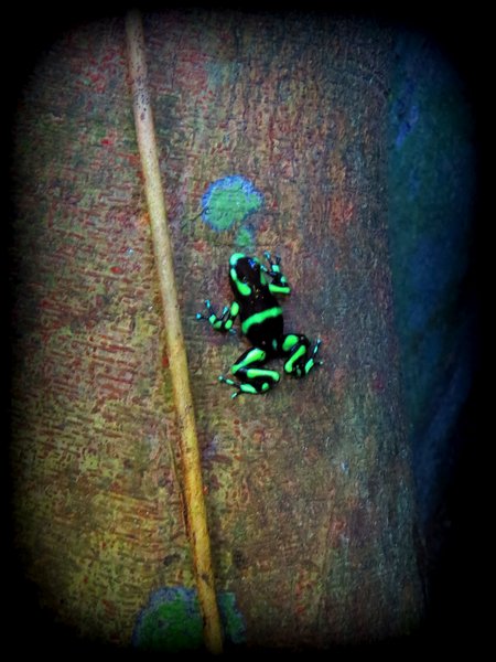frog