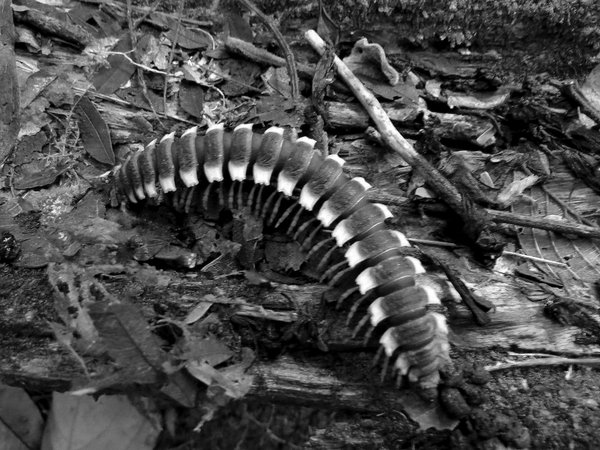 insect