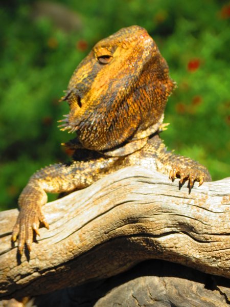 lizard