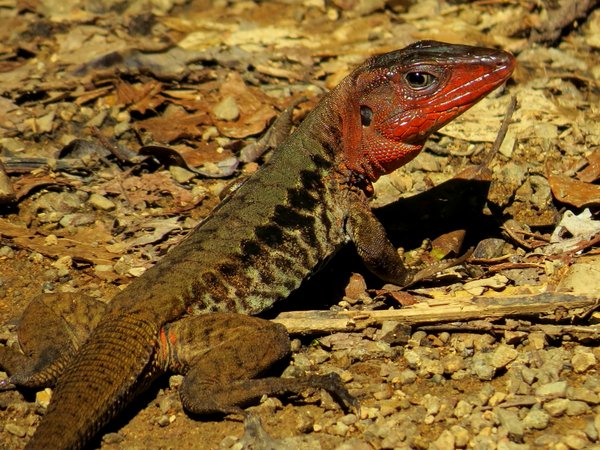 lizard