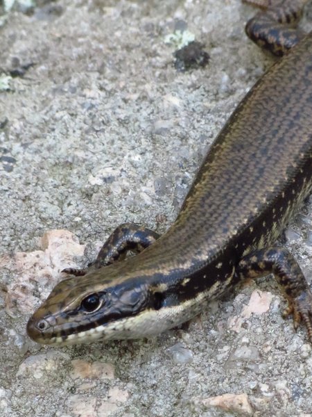lizard