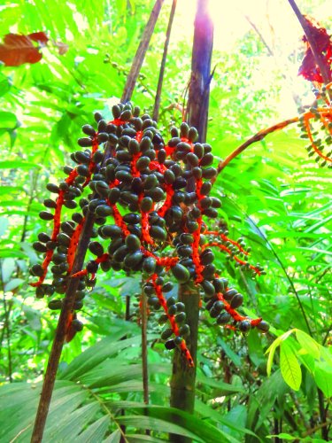 plant tree