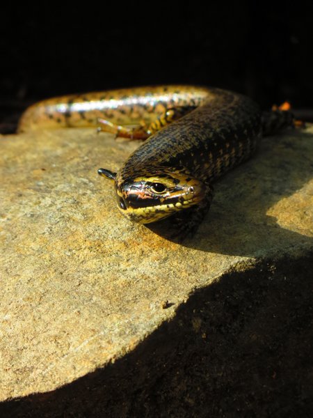 lizard