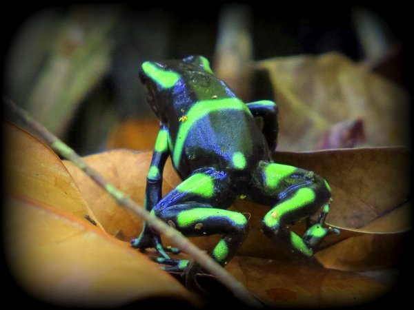 frog