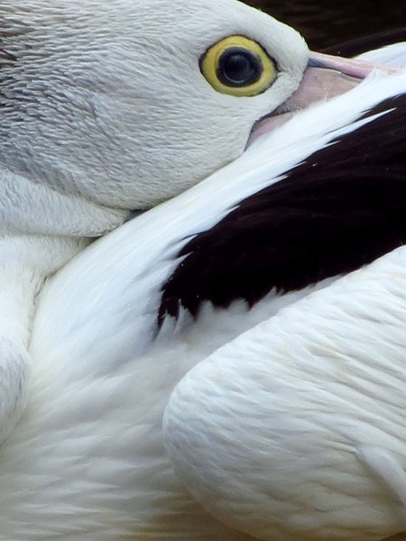pelican