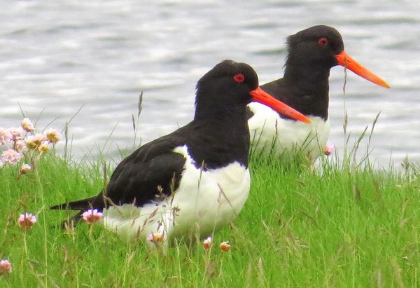 oystercatcher