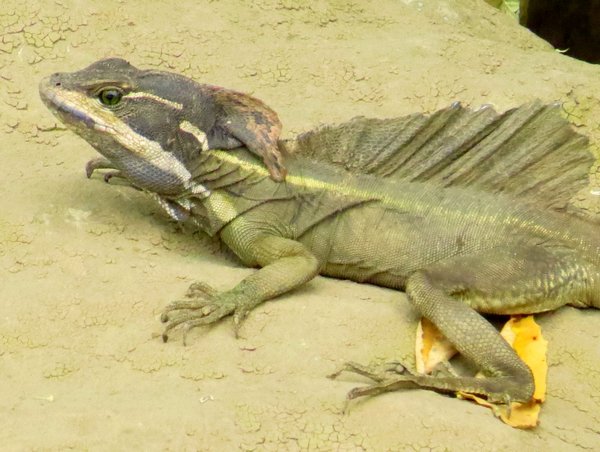 lizard