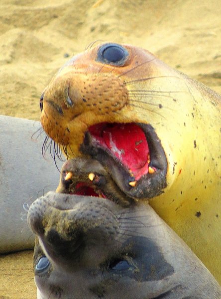 seal