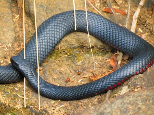 snake