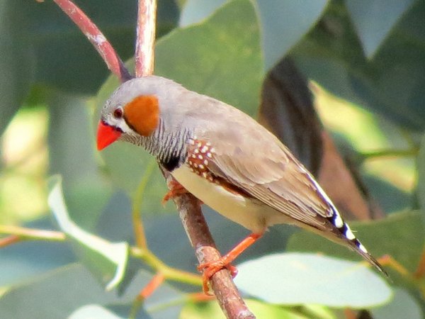finch