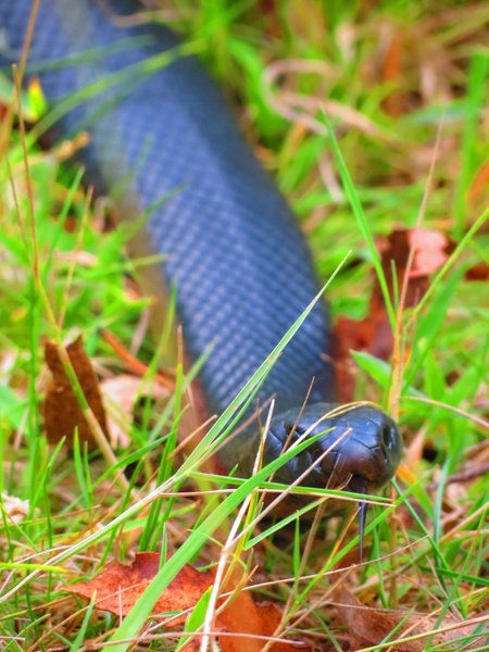 snake