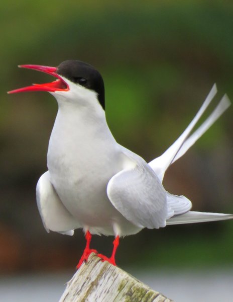 tern