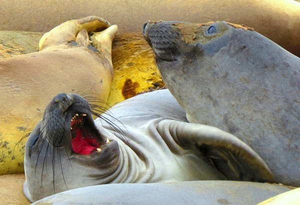 seal
