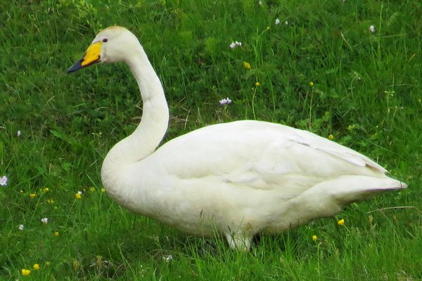 swan goose