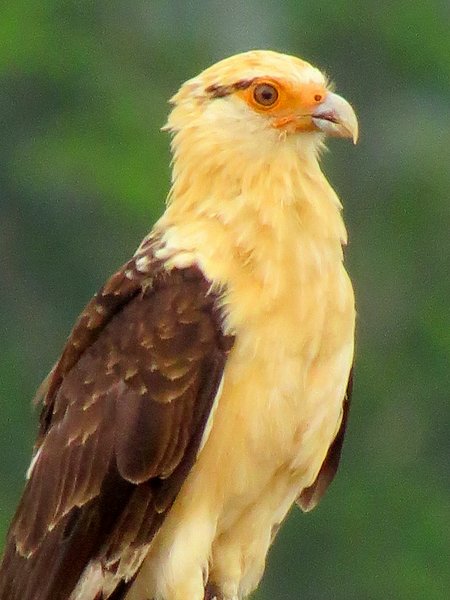 caracara costa rica