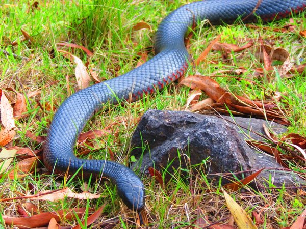 snake