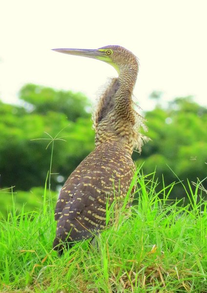 heron costa rica