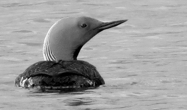 loon