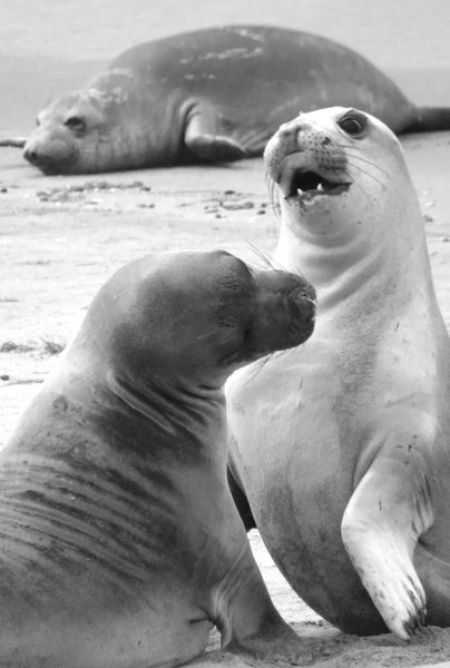 seal