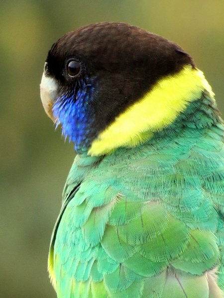parrot