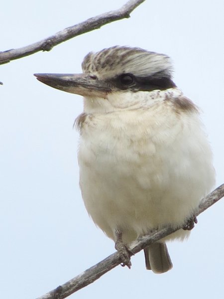 kingfisher