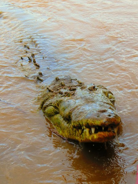 crocodile